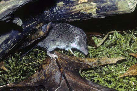 Tweekleurige bosspitsmuis (© Dick Klees)